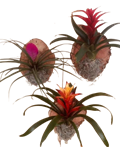 6" Bromeliad Plaque Box of 6